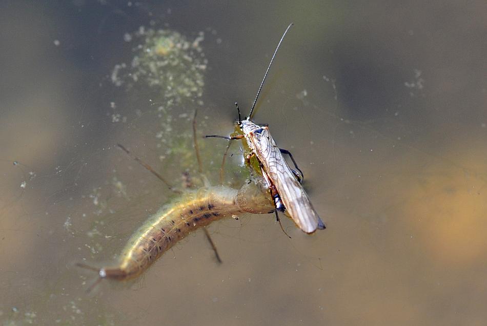 Predazione larva di dytuscus