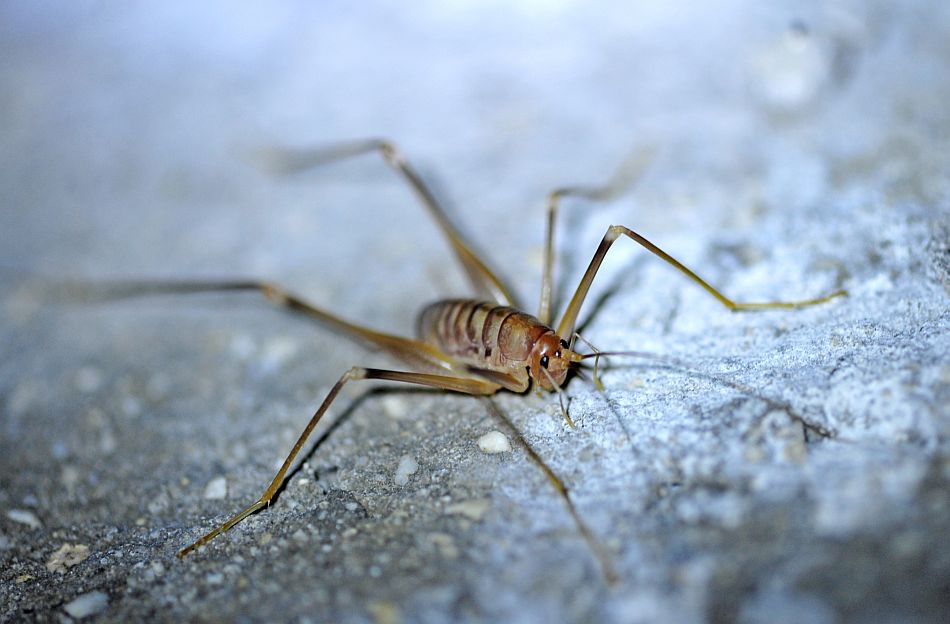 Rhaphidophoridae:  Dolichopoda ?    S, Dolichopoda geniculata geniculata