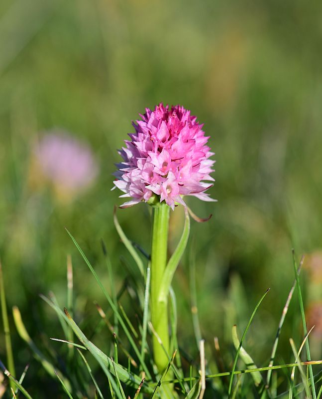 Nigritella widderi