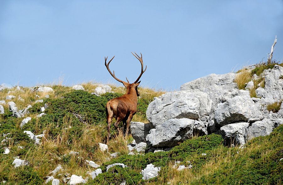 Bramiti nel Parco Nazionale d''Abruzzo