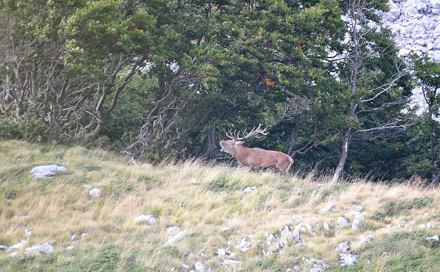 Bramiti nel Parco Nazionale d''Abruzzo