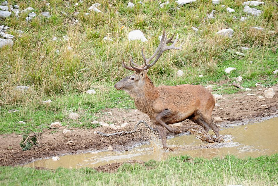 Bramiti nel Parco Nazionale d''Abruzzo