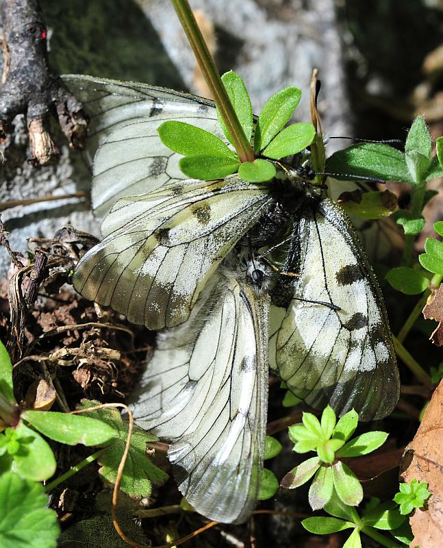 Parnassius mnemosyne