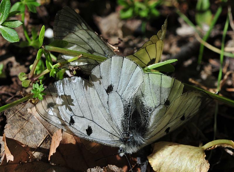 Parnassius mnemosyne