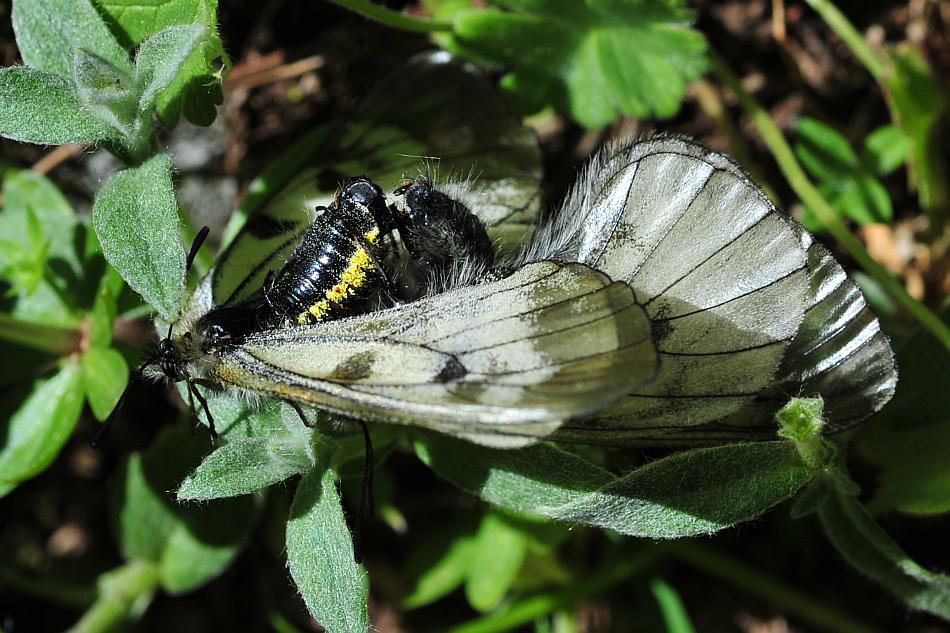 Parnassius mnemosyne