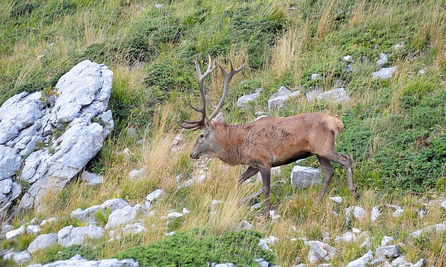 Bramiti nel Parco Nazionale d''Abruzzo