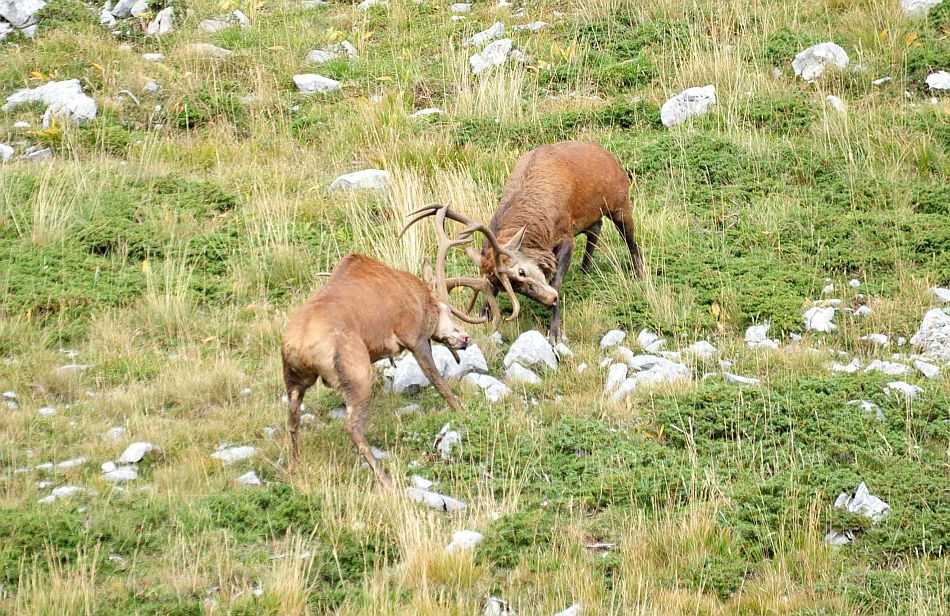 Bramiti nel Parco Nazionale d''Abruzzo