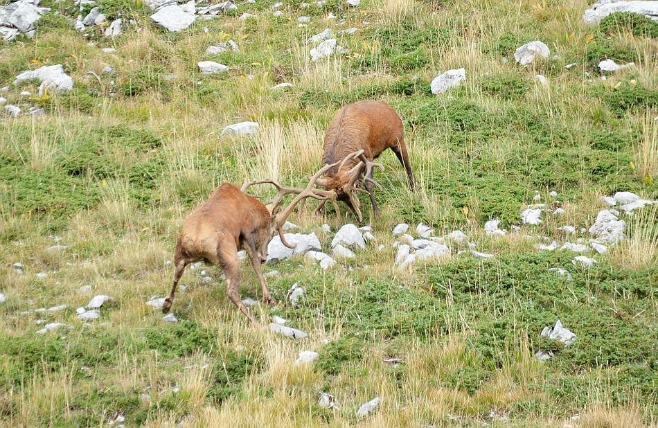 Bramiti nel Parco Nazionale d''Abruzzo