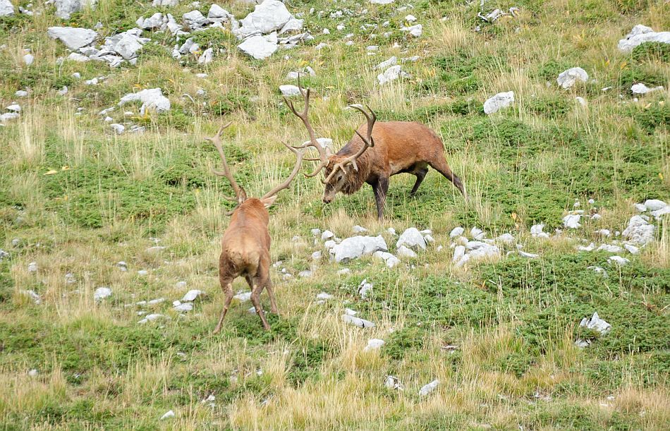 Bramiti nel Parco Nazionale d''Abruzzo