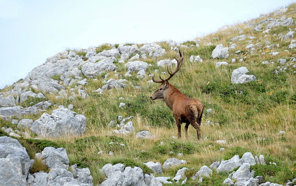 Bramiti nel Parco Nazionale d''Abruzzo