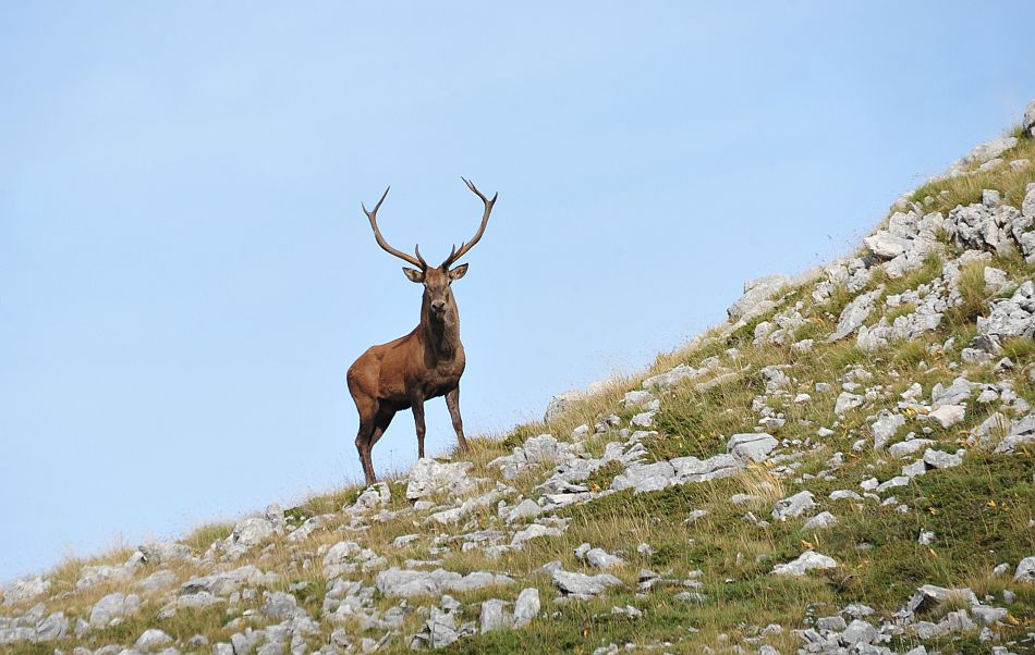 Bramiti nel Parco Nazionale d''Abruzzo