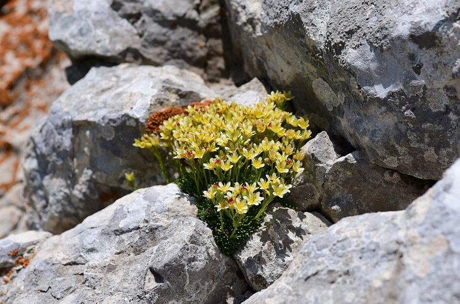 Saxifraga exarata subsp. ampullacea
