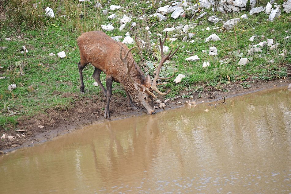 Bramiti nel Parco Nazionale d''Abruzzo