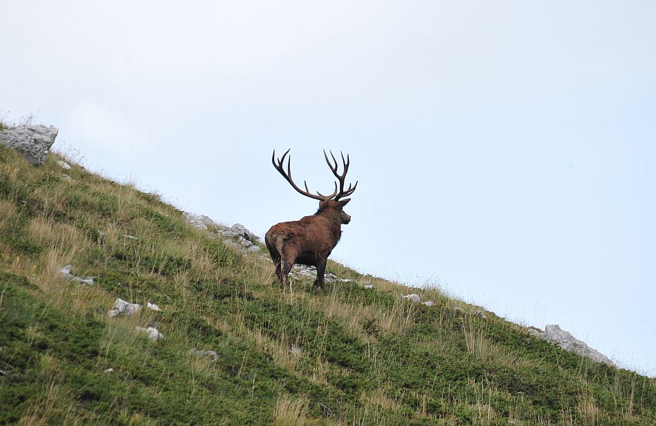 Bramiti nel Parco Nazionale d''Abruzzo