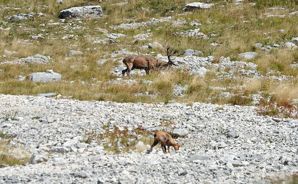 Camoscio appenninico - Rupicapra pyrenaica ornata