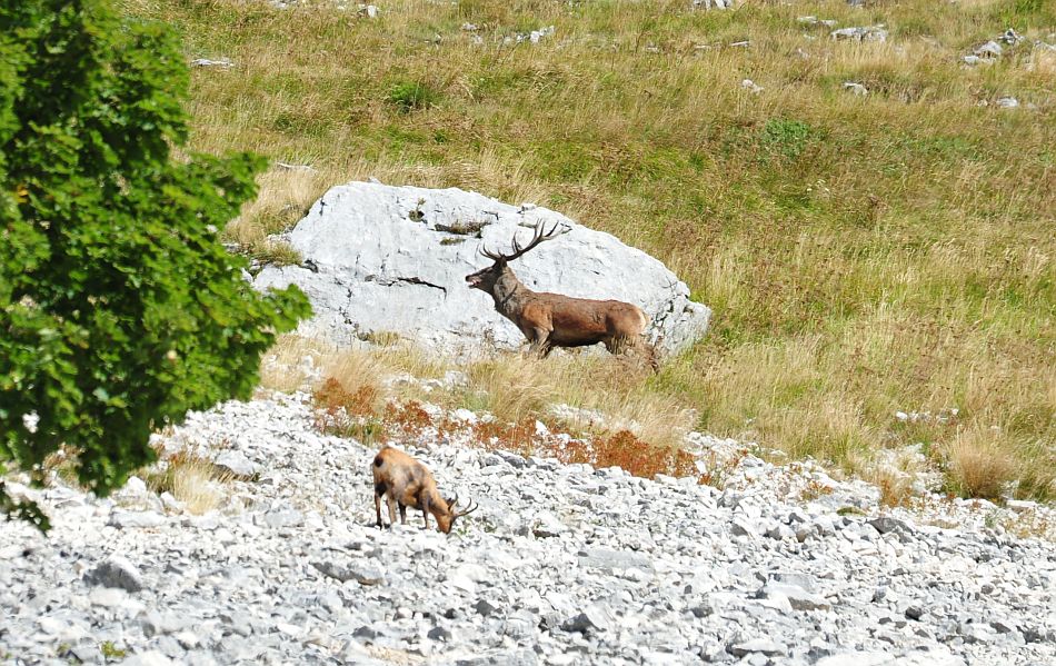 Camoscio appenninico - Rupicapra pyrenaica ornata