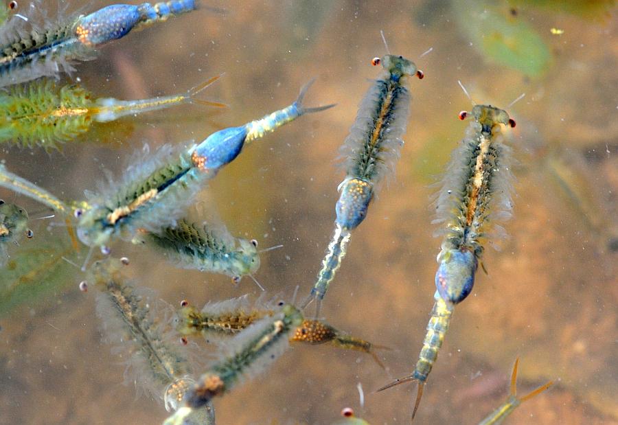 Chirocephalus sp. in autunno