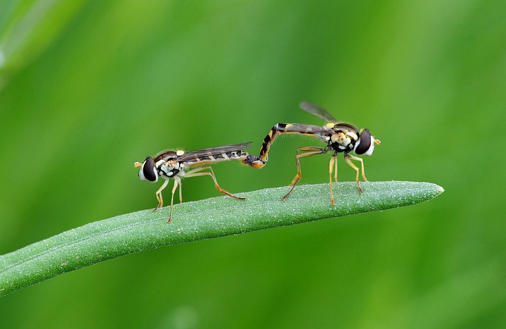 Sphaerophoria scripta in accoppiamento