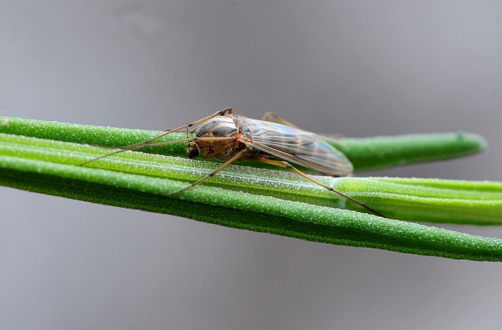 Femmina Chironomidae