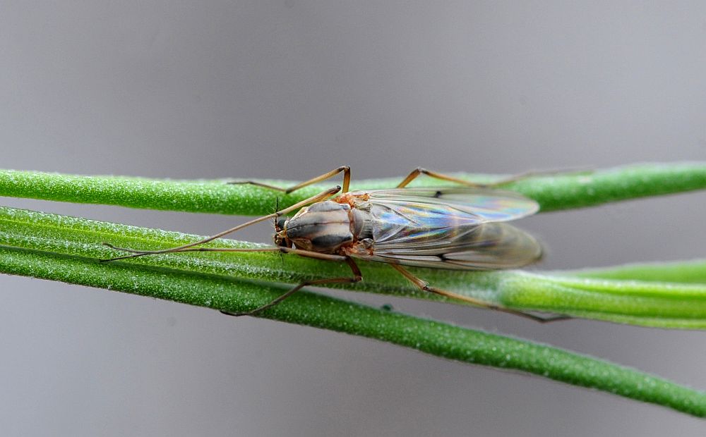 Femmina Chironomidae