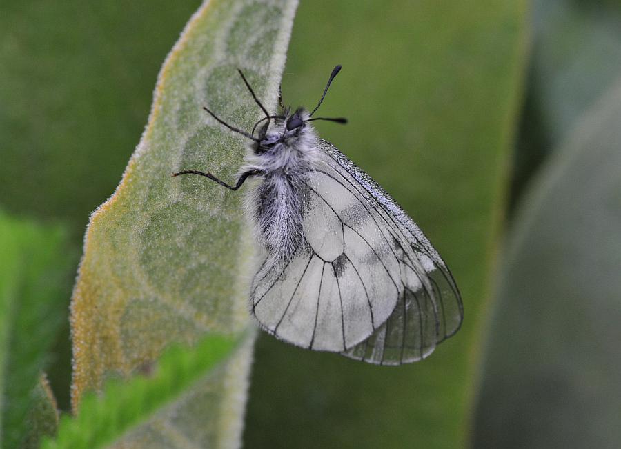 Parnassius mnemosyne