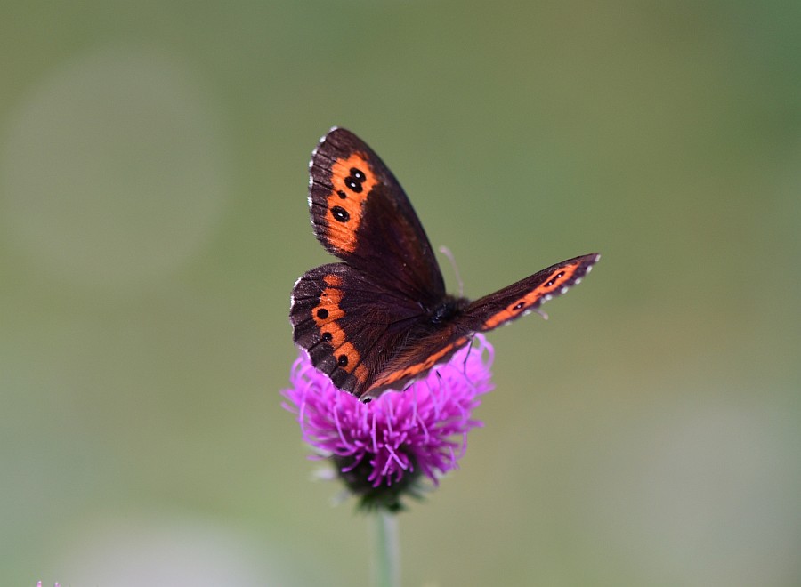 Erebia