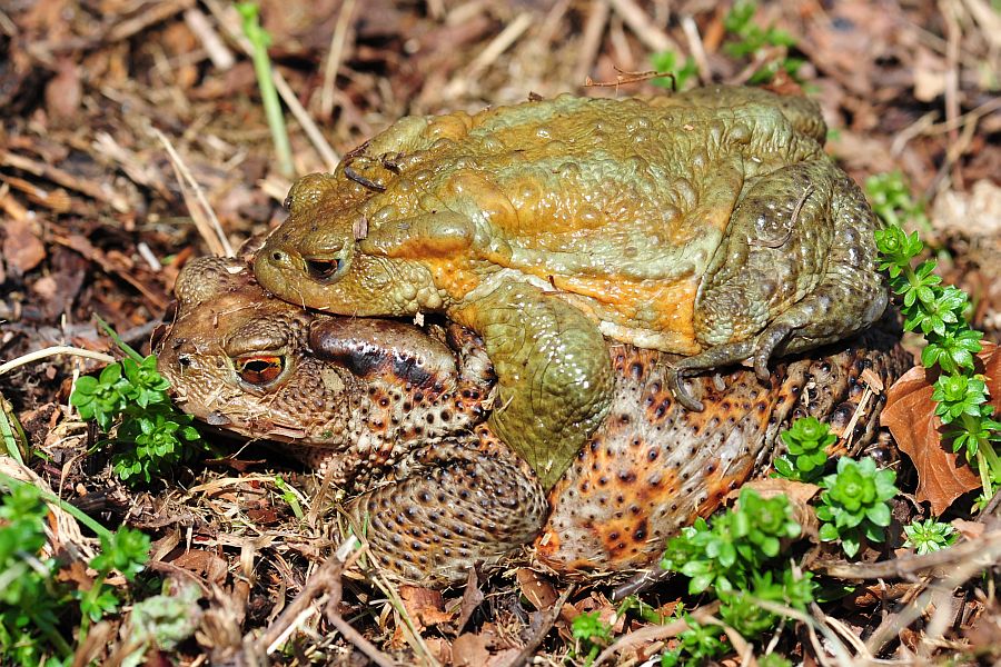 Bufo bufo in accoppiamento