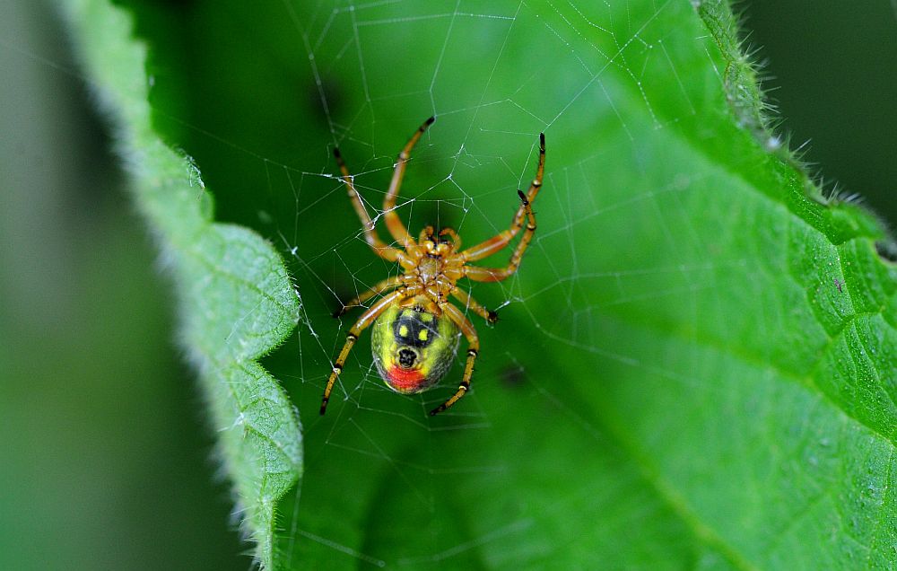 Araniella sp.  -  Barrea (AQ)