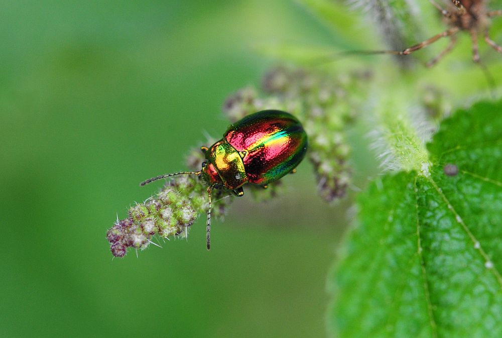 Oreina alpestris marsicana