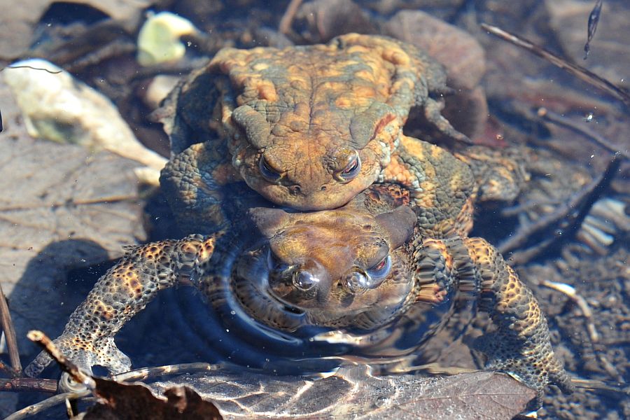 Bufo bufo in accoppiamento