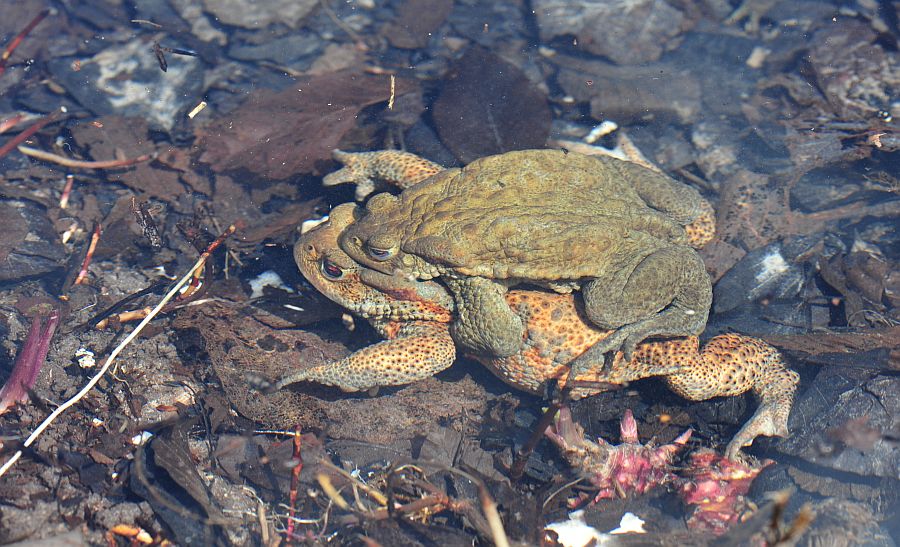 Bufo bufo in accoppiamento