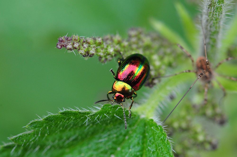 Oreina alpestris marsicana