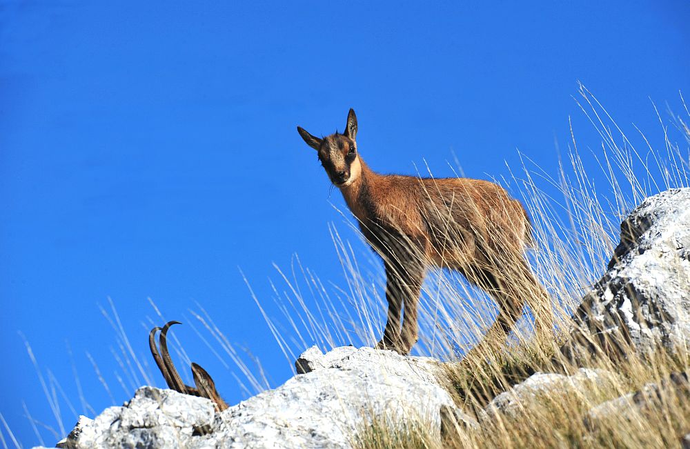 Camoscio appenninico - Rupicapra pyrenaica ornata