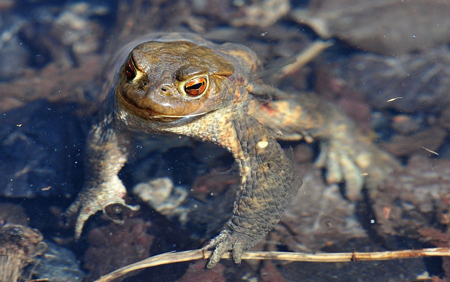 Bufo bufo in accoppiamento