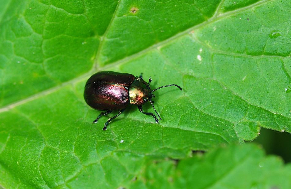 Oreina alpestris marsicana