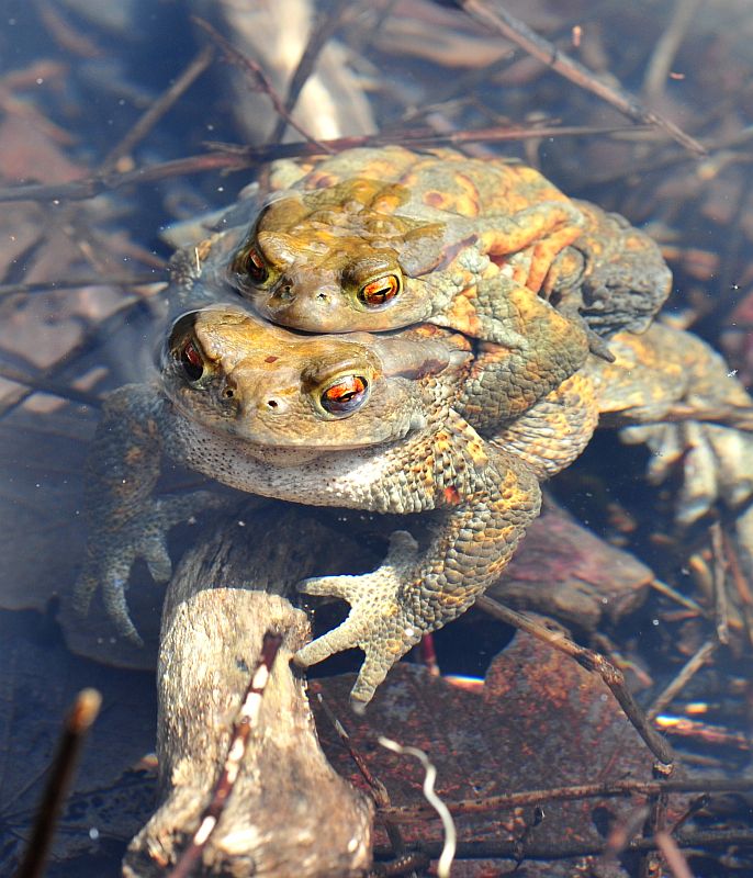 Bufo bufo in accoppiamento