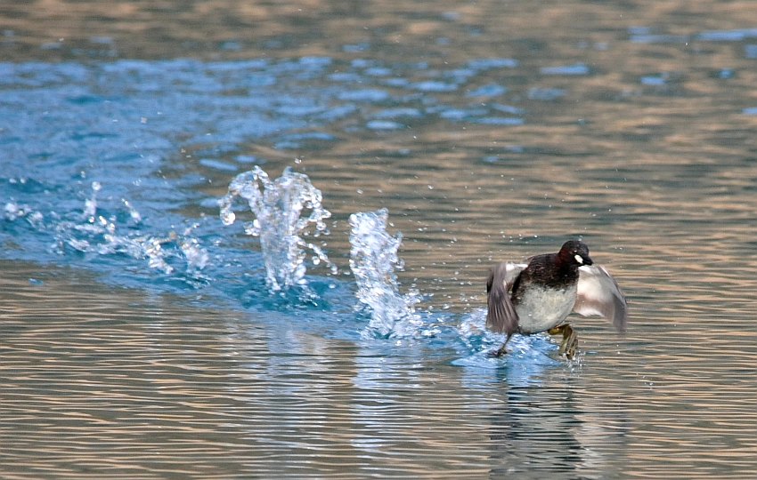 Corteggiamento del tuffetto