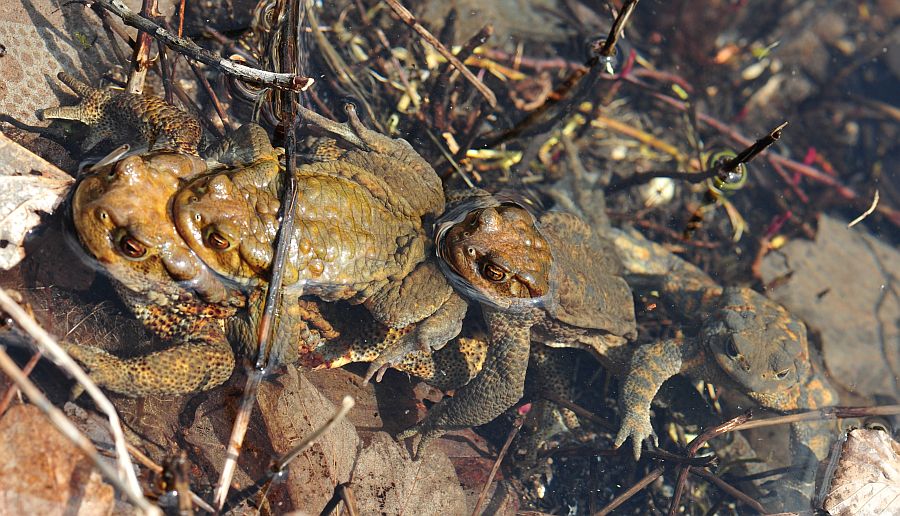 Bufo bufo in accoppiamento