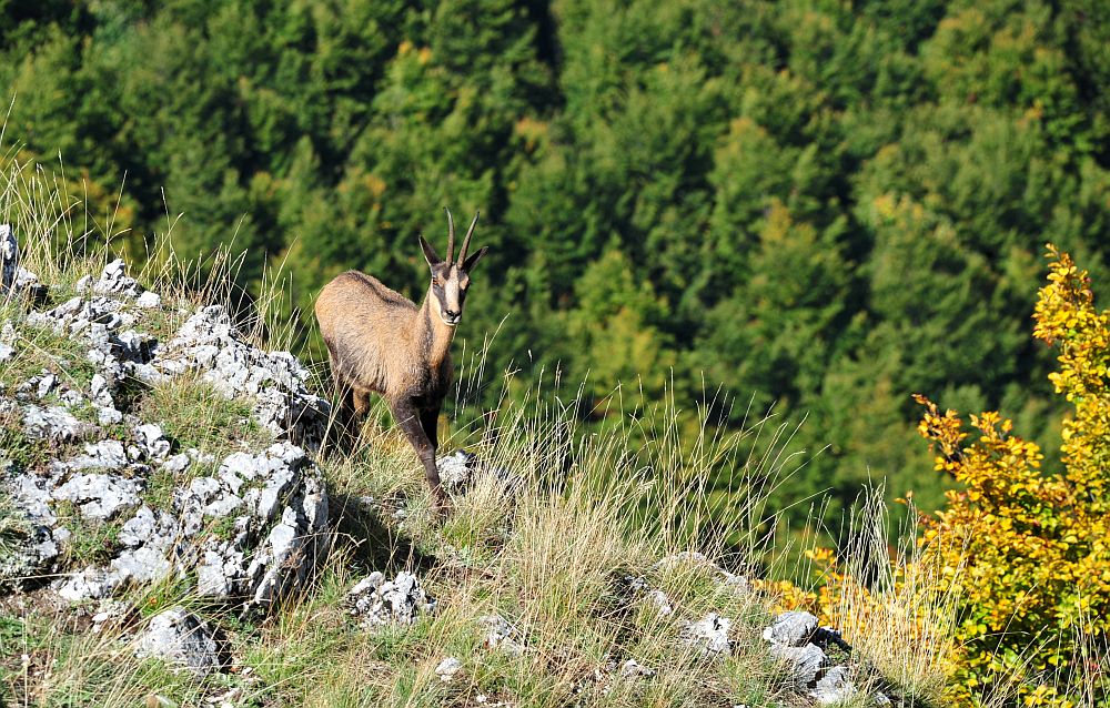 Camoscio appenninico - Rupicapra pyrenaica ornata