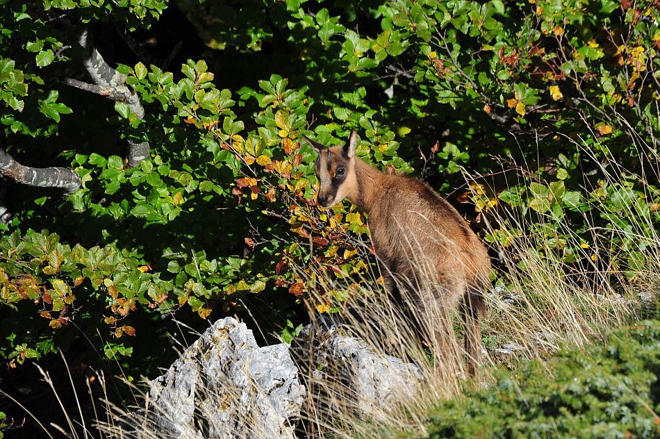 Camoscio appenninico - Rupicapra pyrenaica ornata