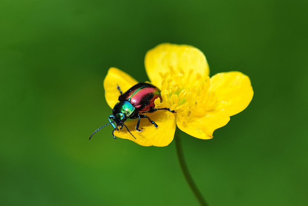 Oreina alpestris marsicana