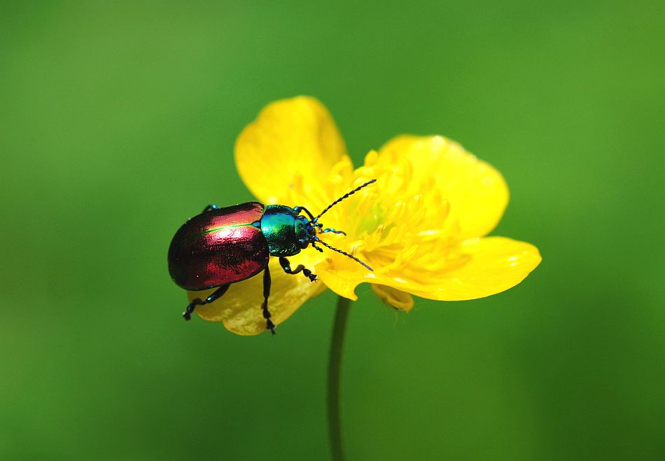 Oreina alpestris marsicana