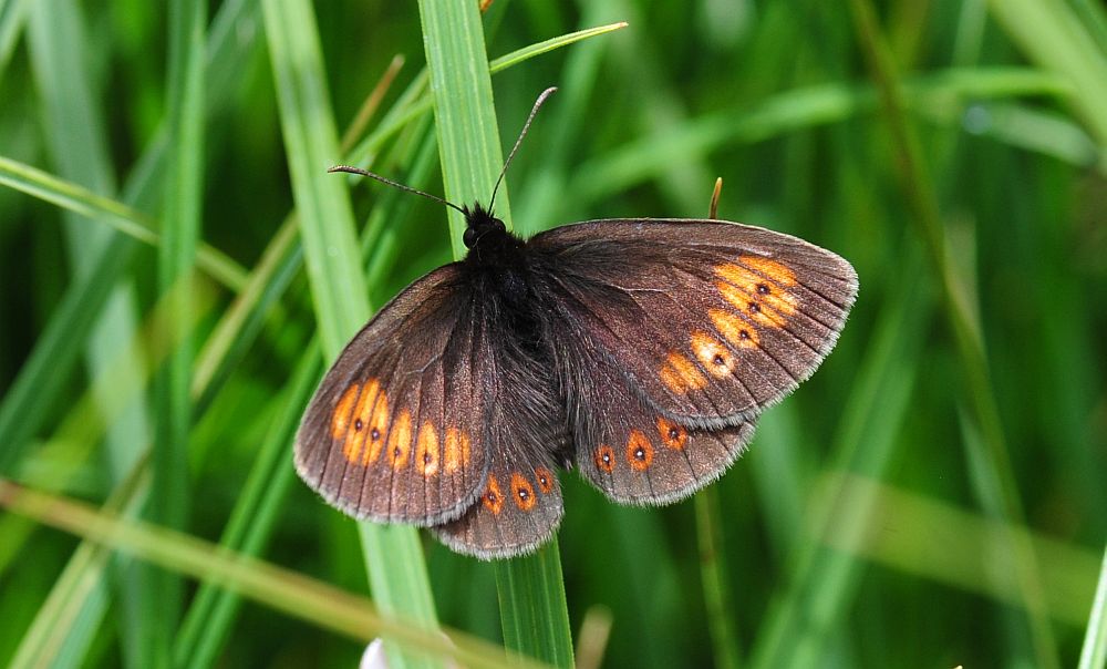 Erebia......albergana