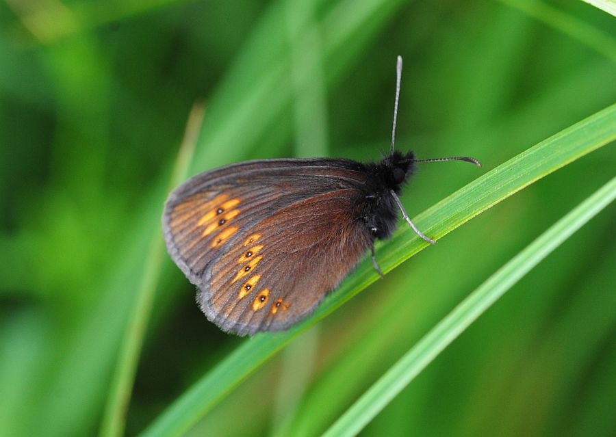 Erebia......albergana