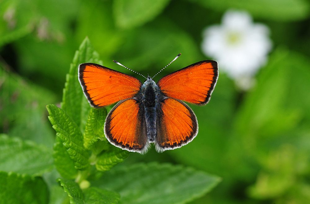 Lycaena ..