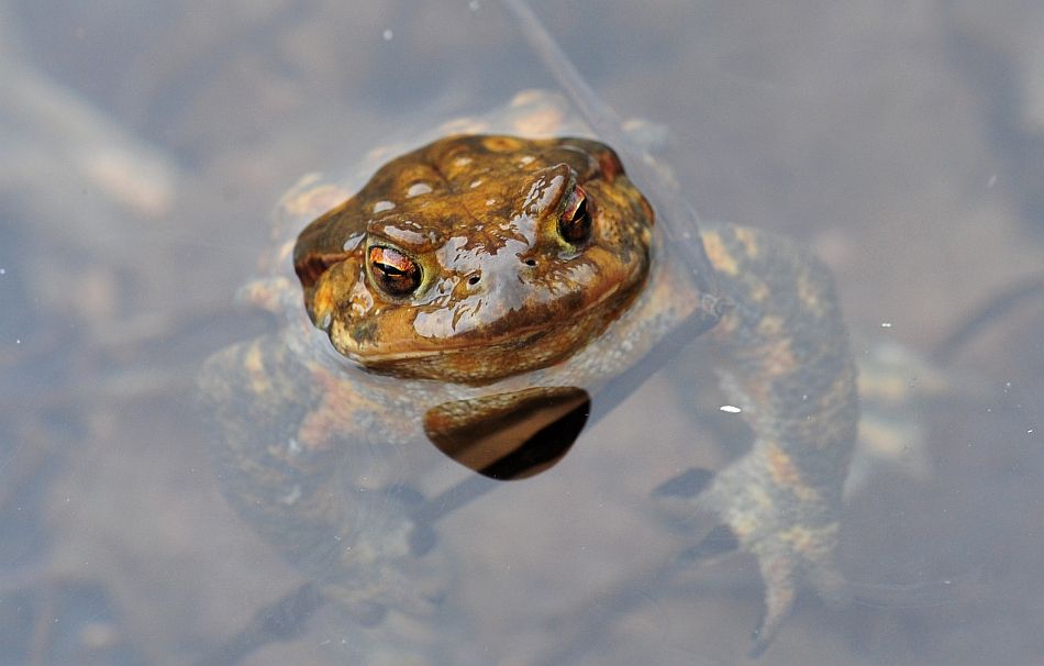 Bufo bufo in accoppiamento