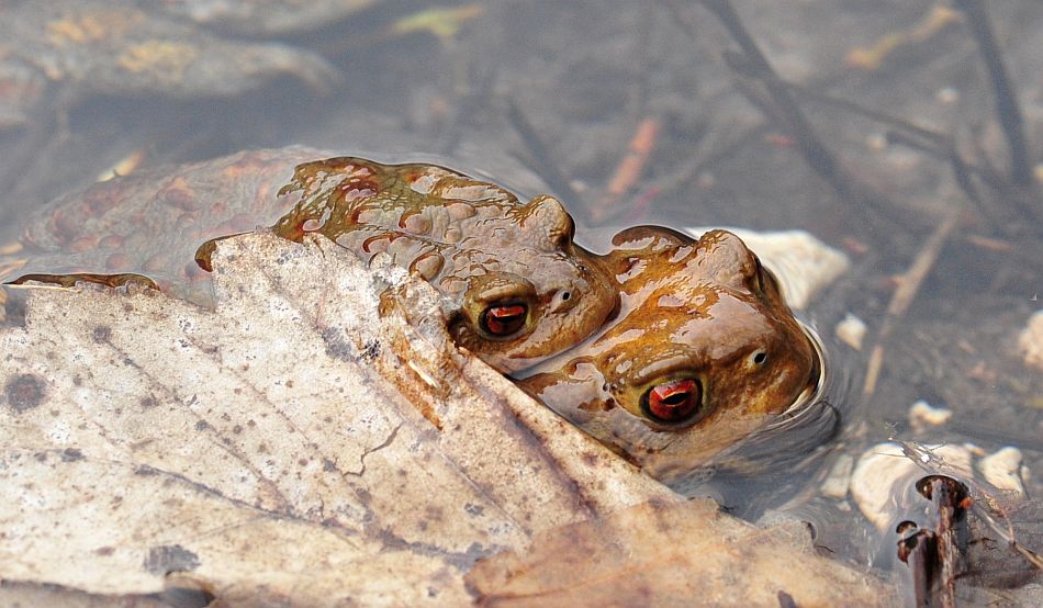 Bufo bufo in accoppiamento