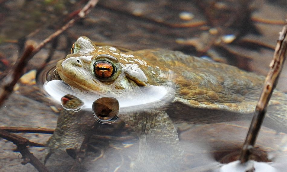 Bufo bufo in accoppiamento