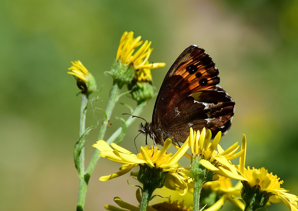 Erebia