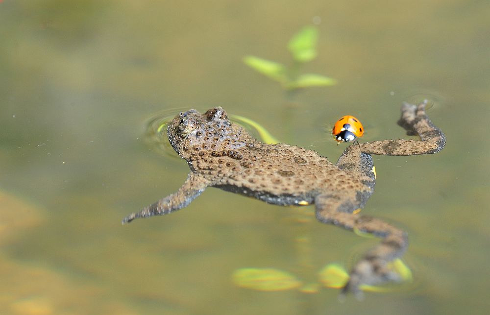 L''ululone e la coccinella